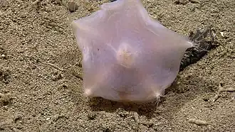 Hymenaster sp., une Pterasteridae.