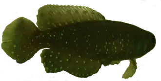 Description de l'image Transparent killifish.png.