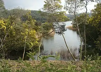 Le plan d'eau vu à travers les mimosas.