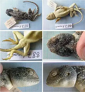 Description de l'image Trapelus megalonyx (10.3897-zookeys.843.29420) Figure 5.jpg.