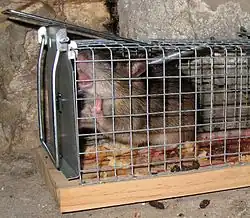 Un rat brun en gros plan capturé dans un piège à trappe grillagé