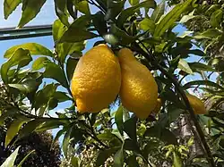 Citrus limon (citronnier), plante-hôte possible.