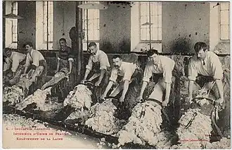 photo noir et blanc d'ouvriers penchés sur des escabeaux sur lesquels sont étendues des peaux de mouton. Ils raclent la laine pour rendre le cuir glabre.