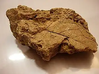 Travertin de Sézanne : l'empreinte de feuilles de vigne est si fine que le détail de leurs nervures est conservé.