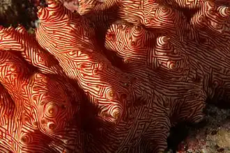 Gros plan sur les motifs