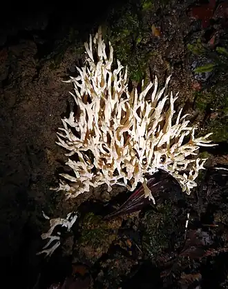 Description de cette image, également commentée ci-après