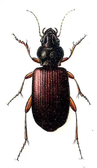 Description de cette image, également commentée ci-après