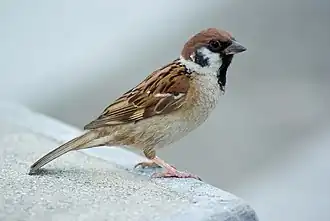 Moineau friquet (Passer montanus).
