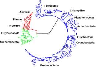 Arbre phylogénétique montrant la relation entre les eucaryotes en rouge, les archées en vert et les bactéries en bleu.