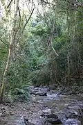 Sentier de randonnée dans la forêt tropical