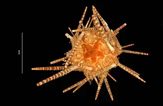 Tretocidaris bartletti.