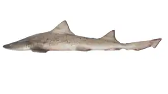 Description de l'image Triakis maculata.png.