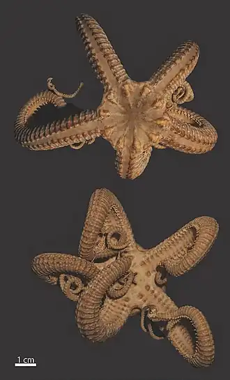 Trichaster flagellifer.