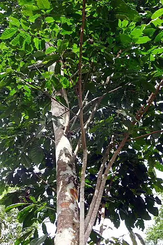 Description de cette image, également commentée ci-après