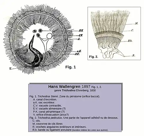 Schémas de Trichodina steinii et Tr. pediculus