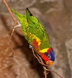 Un oiseau vert jaune bleu rouge et au bec orange se penche vers le bas pour mordre une petite branche.