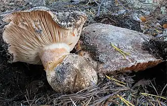 Description de l'image Tricholoma colossus.jpg.