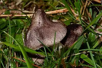 Description de l'image Tricholoma_orirubens.jpg.