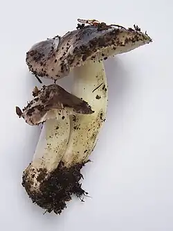  Photographie en vue de latérale de deux exemplaires dont les pieds sont soudés presque jusqu'au niveau du chapeau du plus petit