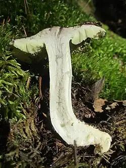  Photographie d'un exemplaire en coupe longitudinale montrant les lames et le pied blanc teinté de jaune