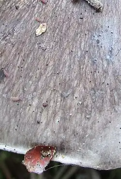  Photographie en vue rapprochée de la cuticule gris clair, fibrillée, striée de gris foncé