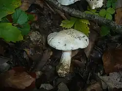 Photographie d'un champignon tricholomatoïde entièrement blanc.