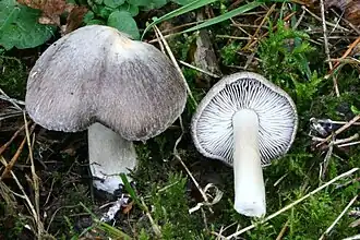 Deux Tricholoma terreum, dont un renversé, avec lesquels on peut confondre Tricholoma pardinum.