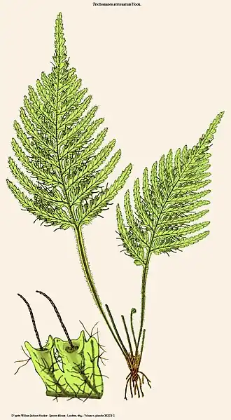 Trichomanes attenuatum Hook.