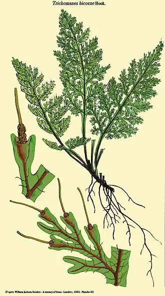 Trichomanes bicorne Hook.