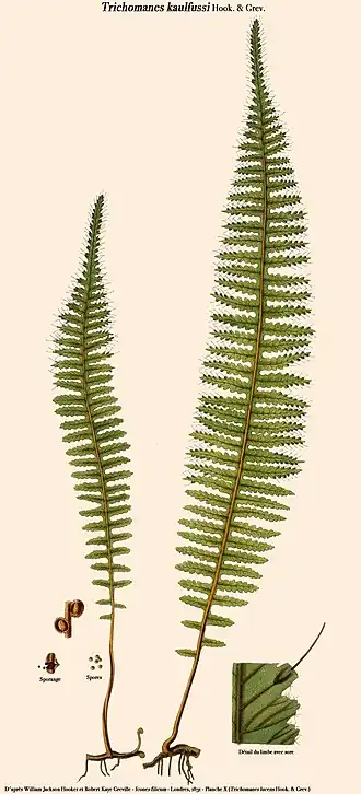 Trichomanes kaulfussii Hook. & Grev.