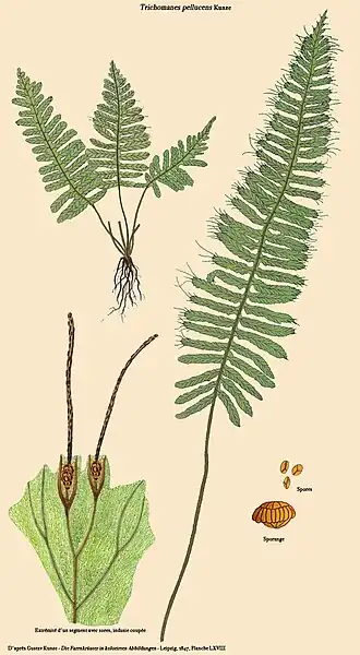 Trichomanes pellucens Kunze