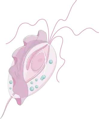 Description de l'image Trichomonas intestinalis (02).png.