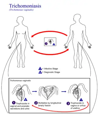 Description de l'image Trichomoniasis 01.png.