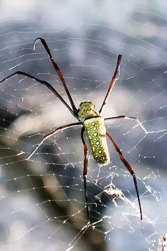 Description de l'image Trichonephila antipodiana.jpg.
