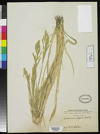 Description de l'image Trichoneura elegans Swallen nmnhbotany 2157522 NMNH-00289060-000001.jpg.