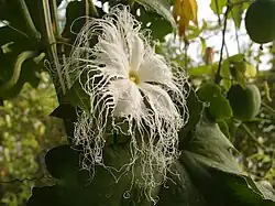Trichosanthes laceribracteata au jardin jungle