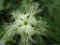 Trichosanthes rosthornii au jardin jungle