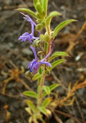 Description de l'image Trichostema lanceolatum.jpg.