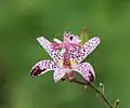Orchidée du Jardin (Tricyrtis formosana).