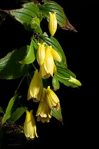 Description de l'image Tricyrtis macrantha Maxim.- Bull. Acad. Imp. Sci. Saint-Pétersbourg- sér. 3- 32- 625 (1888). 20220918 221836.jpg.