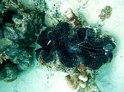 Un bénitier géant (Tridacna gigas)