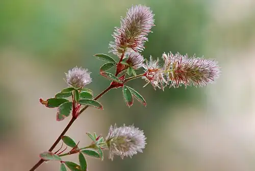 Trifolium arvense var arvense.