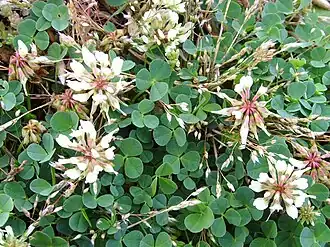 Description de l'image Trifolium occidentale.jpg.