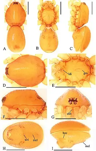 Description de l'image Trilacuna bawan (10.3897-zookeys.821.29599) Figure 1.jpg.