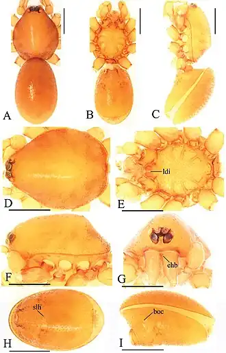 Description de l'image Trilacuna gongshan (10.3897-zookeys.821.29599) Figure 10.jpg.