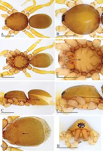 Description de l'image Trilacuna hponkanrazi (10.3897-zookeys.960.54053) Figure 7.jpg.