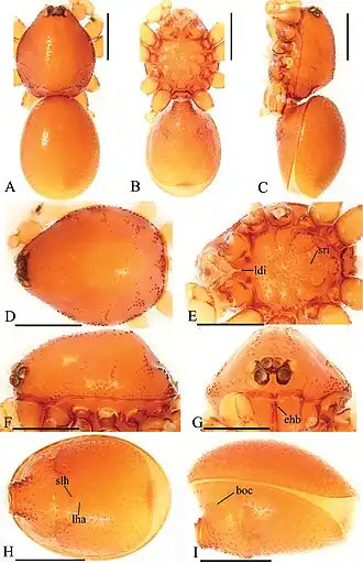 Description de l'image Trilacuna longling (10.3897-zookeys.821.29599) Figure 13.jpg.