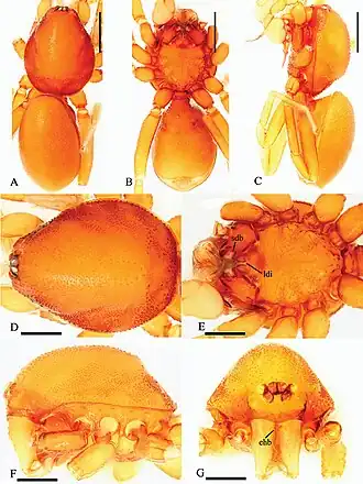Description de l'image Trilacuna simianshan (10.3897-zookeys.771.23158) Figure 1.jpg.