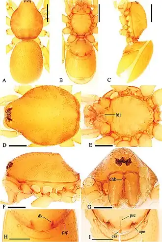 Description de l'image Trilacuna songyuae (10.3897-zookeys.771.23158) Figure 10.jpg.