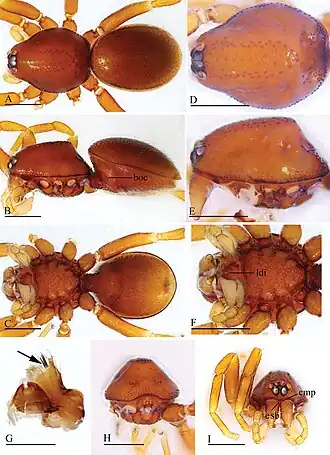Description de l'image Trilacuna triseta (10.3897-zookeys.960.54053) Figure 11.jpg.